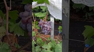 Обзор сорта винограда Розовый мускат.