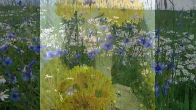 Шансон для души - Полевые цветы. смотреть онлайн