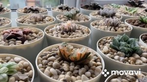 29.07.23 Верхний дренаж для Хавортий….