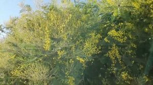 Зимуем у моря. Цветёт Мимоза, Киви созрело в Лазаревском