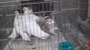 Выставка голубей в Челябинске 29 января 2017 г