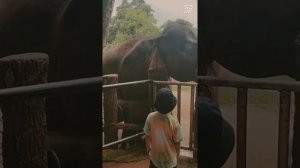 Пинавелла 2022 июль, слоновий питомник, Шри Ланка путешествие с ребенком 6 лет