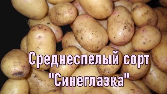 Семенная Ранняя Картошка смотреть онлайн