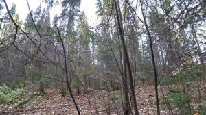 По грибы 30 сент 2018(1) Рядовки, зимние грибы.