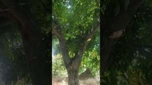 Наша дачка требует "прокачки"