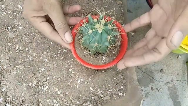 Ferocactus glaucescens Cactus repoting