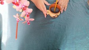 Как привлечь мужчину в свою жизнь.Заговор на мак. Обряд на любовь. Ритуал ОБРЕТЕНИЯ ЛЮБВИ И СЧАСТЬЯ