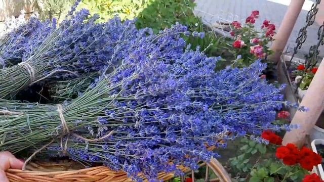 Лавандовая продукция. Применение лаванды.