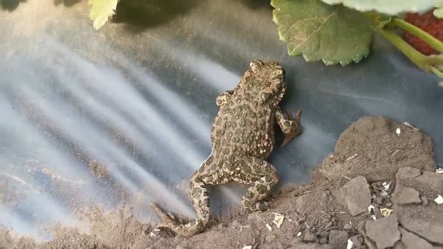 Жители балаганов .Маленькие жабы смотреть онлайн