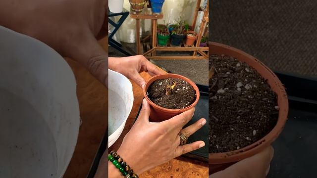 Planting Tulip Bulb Indoors