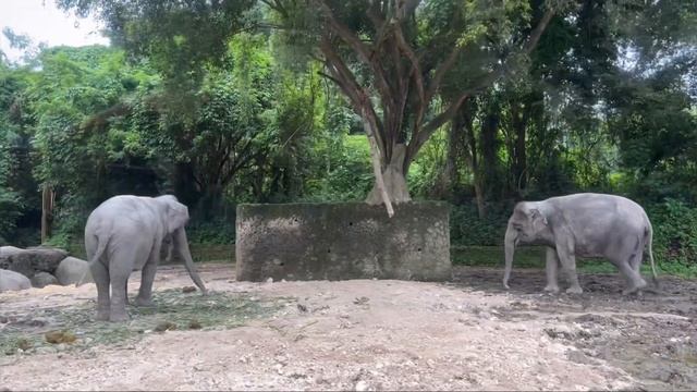 Самый необычный отель на Бали, ЗАВТРАК С ЖИРАФОМ, Bali Safari & Marine Park|