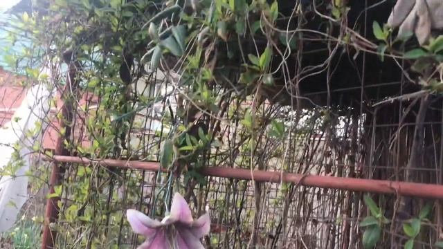 САЖЕНЦЫ 2020. ШЕФЕРДИНИЯ МАЛИНОВОЕ ДЕРЕВО ЧЕРНЫЙ ОРЕХ. ПОКУПКА. ПЕРЕЕЗД В ДЕРЕВНЮ смотреть онлайн