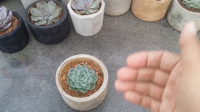 ||  ECHEVERIA SIMULANS LAGUNA SANCHEZ ||