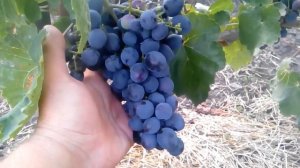 Виноград Гала / Grapes Gala