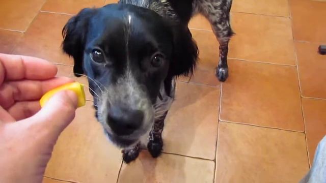 Щенок ЭПАНЬОЛЬ БРЕТОНА l'Epagneul Breton Brittany Spaniels puppy 7 смотреть онлайн