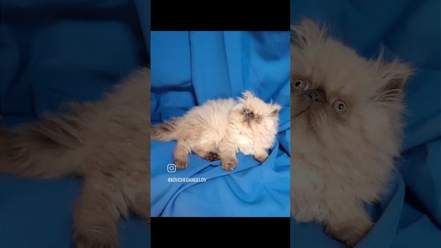 экзотических котята продажа