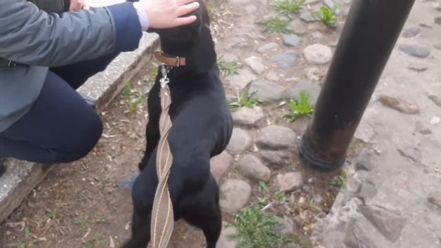 Chibo Невская Застава Ночь Музеев Жил Был Пес Моя Жизнь Кино Музей Пса смотреть онлайн