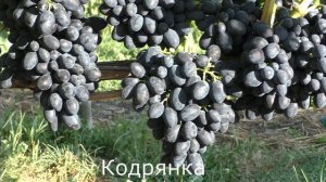 Виноград Беларуси . Лидчина .Сорт винограда - Кодрянка.