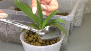 Малыши из почтовой посылки. Пересадка из перлита в керамзит. Продолжение Истории Жизни Малышей...