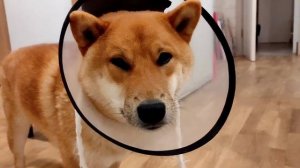Специальный агент Сиба ину (приколы с животными) Shiba inu