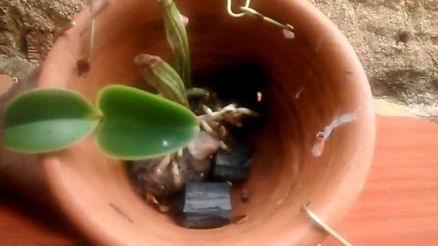 Resultado da Cattleya Nobilior no vaso de barro смотреть онлайн