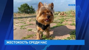 Убийство собаки в центре города