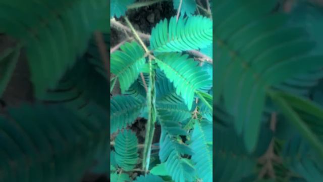 Mimosa pudica смотреть онлайн