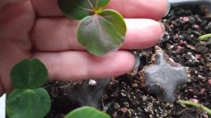 Каркаде - семяна через 2е суток замалчивания!!!??