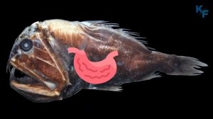 Саблезуб - жуткий подводный монстр. Самые большие зубы в океане. Глубоководный зомби