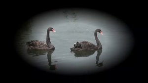 Әллә үкенәһенме.Саид Билалов жырлый.