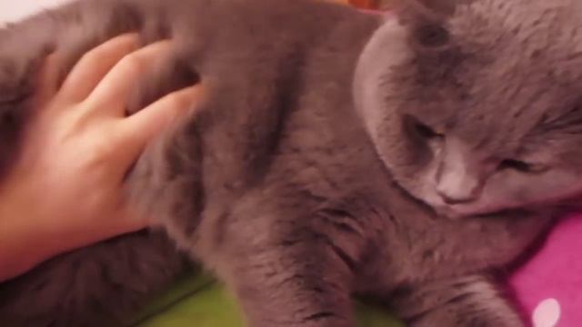 VLOG: КИТАЙСКИЙ ТЕСТ ПУПКА! 13.06.15 смотреть онлайн