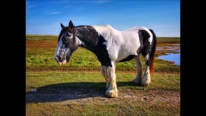 NAVKA   Сивий коню (українська народна пісня)