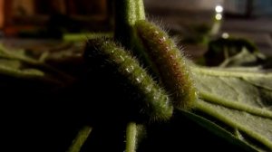 Pelargonium (geranium) eaten by Cacyreus marshalli caterpillar