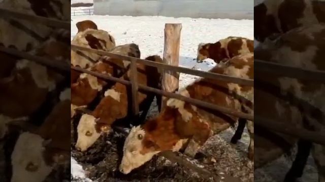 Симменталы на продаже. Телки и бычки весом от 170кг и возраст от 7 месяцев. Продажа телят и бычков