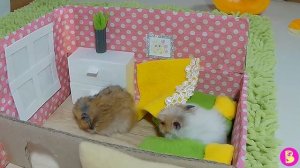 СКАЗКА про ХОМЯЧКА