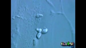 Токсоплазма - полный цикл развития