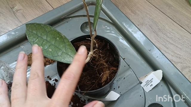 распаковка посылки с растениями