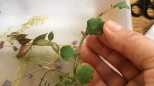 Посылка...Распаковка...Хойи мелколистные. Дисхидия. Укоренение.