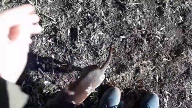 прогулка с собакой\ответы на вопросы смотреть онлайн