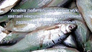 уклейка, прикормки и наживки
