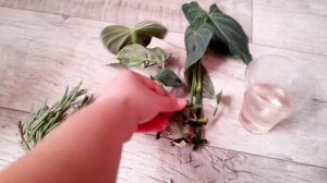черенкую филодендрон сплендид
