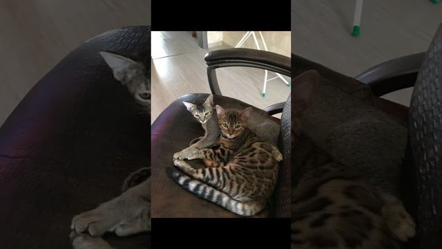 Абиссинская и Бенгальская кошка смотреть онлайн