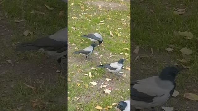Когда самец вороны поделился с женой и сыном / When male crow shares with his wife and son смотреть онлайн