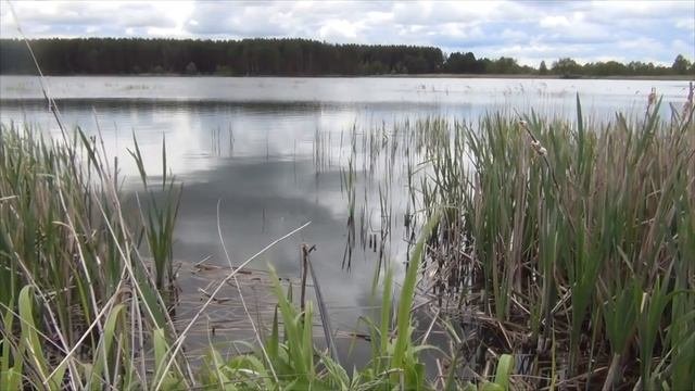 Этот карась непредсказуем! Рыбалка на карася в середине мая..