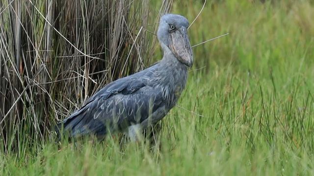 Uganda - Shoebill fly in Mabamba Wetland смотреть онлайн
