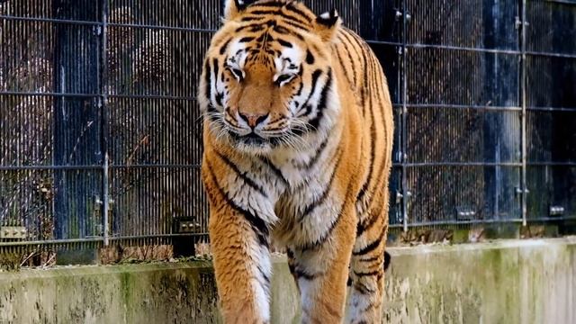 Идет Новый год Тигра 2022 - It's New Year of the Tiger смотреть онлайн