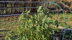 Укрытие инжира на зиму в условиях средней полосы России