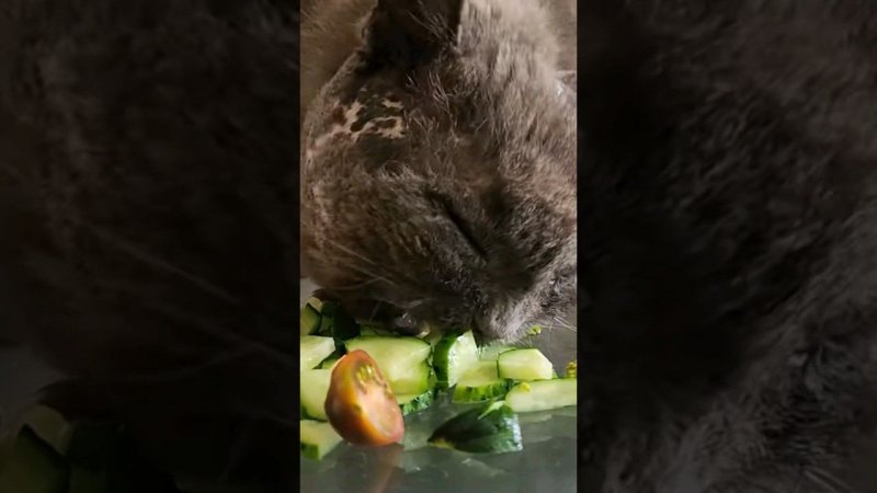 а ваши котики едят овощи? #животные