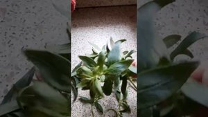 львиный зев черенки