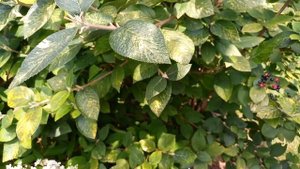 Калина гордовина Вариегата. Черная калина. Размножение семенами. Viburnum lantana Variegata